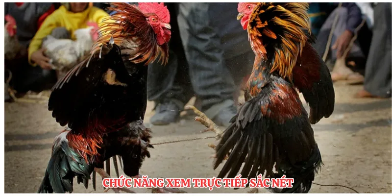 Sảnh SV368 Đá Gà LU888: So Sánh Các Hình Thức Cược Phổ Biến - winmonarch69.casa - Winmonarch69
