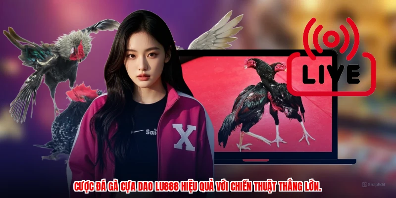 Mẹo Xem Đá Gà Cựa Dao LU888: Phân Tích Kèo Cược Chuẩn Xác - winmonarch69.casa - Winmonarch69