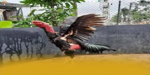 LU888 - Hệ Thống Cá Cược An Toàn, Thanh Toán Siêu Tốc - winmonarch69.casa - Winmonarch69