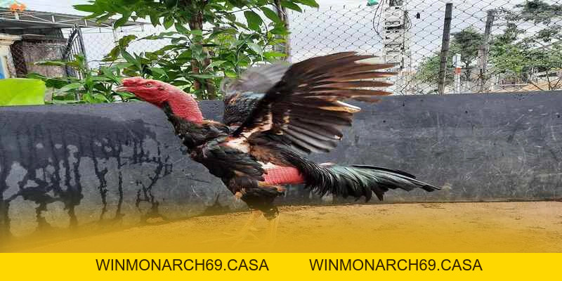 W88 - Thương hiệu có thưởng lớn hiện nay - winmonarch69.casa - Winmonarch69