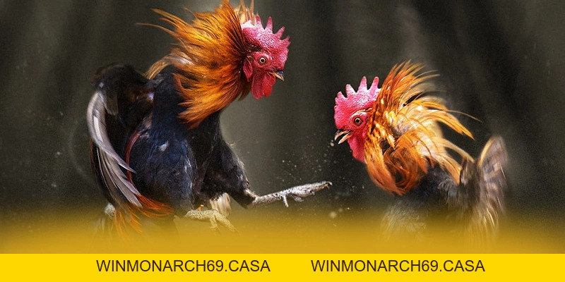 SUNWIN - Thương hiệu phổ biến nhất trên thị trường - winmonarch69.casa - Winmonarch69 SUNWIN - Thương hiệu phổ biến nhất trên thị trường - winmonarch69.casa - Winmonarch69