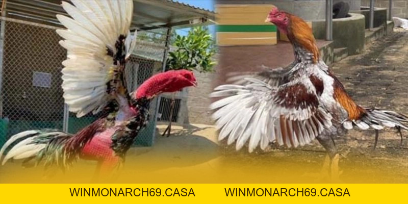 SUNWIN - Thương hiệu phổ biến nhất trên thị trường - winmonarch69.casa - Winmonarch69 SUNWIN - Thương hiệu phổ biến nhất trên thị trường - winmonarch69.casa - Winmonarch69