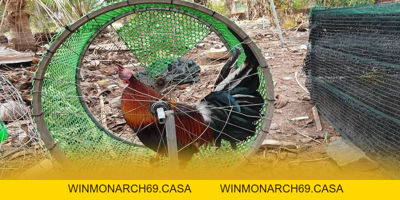 SUNWIN - Thương hiệu phổ biến nhất trên thị trường - winmonarch69.casa - Winmonarch69 SUNWIN - Thương hiệu phổ biến nhất trên thị trường - winmonarch69.casa - Winmonarch69